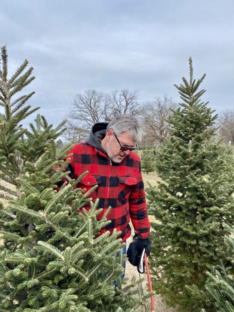 Middle age man cutting down a live Christmas tree at the tree farm