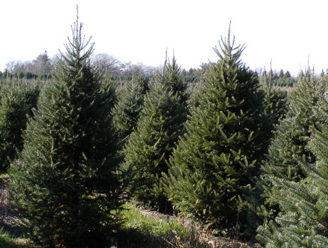 Choose and Cut Christmas Trees
