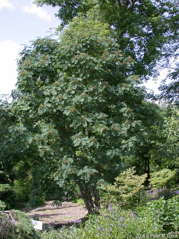 Showy Mountain Ash