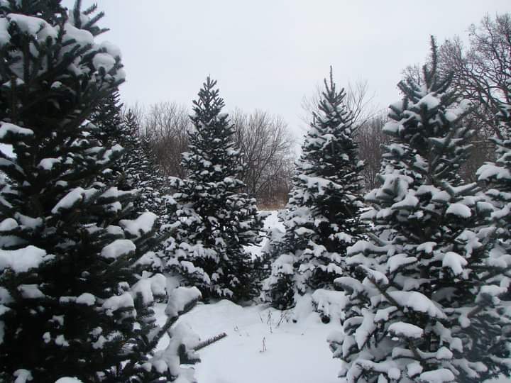Christmas Trees Choose and Cut